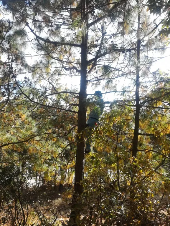 存在職能空轉等六大問題 森林草原防滅火督查通報來了