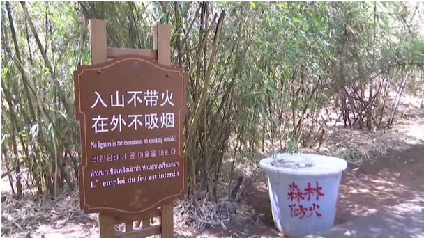 贊！雞足山景區連續35年無森林火災，因為他們...