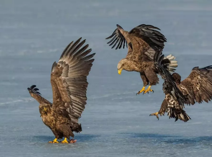 蹲點體驗琿春生態之變：候鳥的天堂