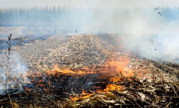 秸稈禁燒在線監控云臺攝像機