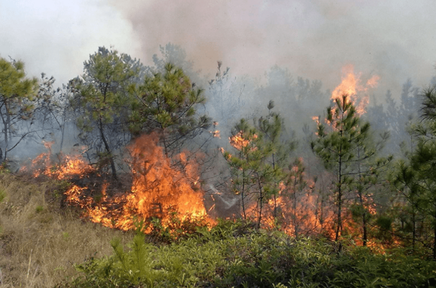 森林防火智能化監控設備