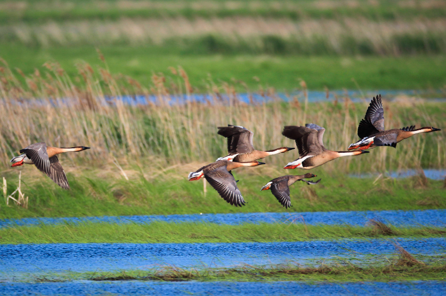 自然保護激光攝像機